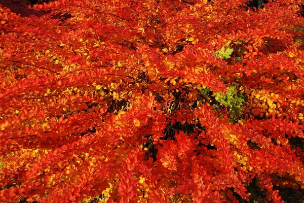 Maple leaves in the autumn season