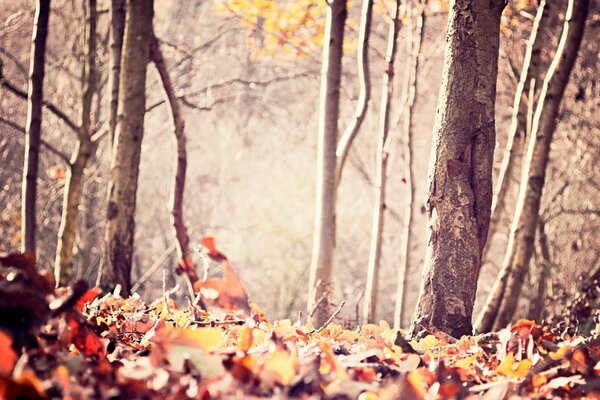 Un día en el bosque de otoño