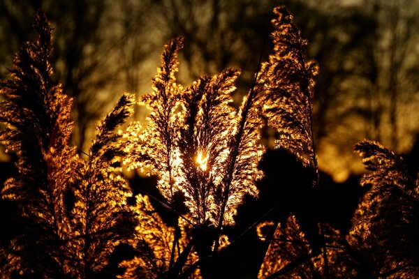 Die Natur ist in Gold. Der Baum. Holzstoff