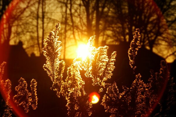 Herbstpflanzen im Sonnenuntergang Hintergrund