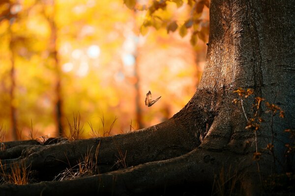 Die Natur. Herbst. Der Baum. Landschaft