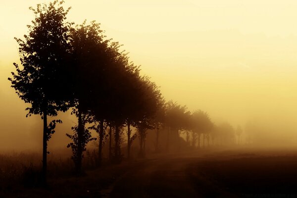 Niebla en los árboles al atardecer. Otoño