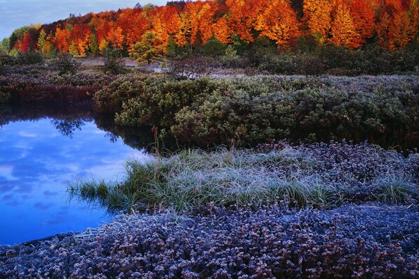 Paisaje de otoño cerca del lago