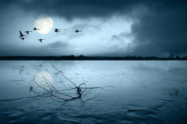 Paysage du soir du lac avec des grues