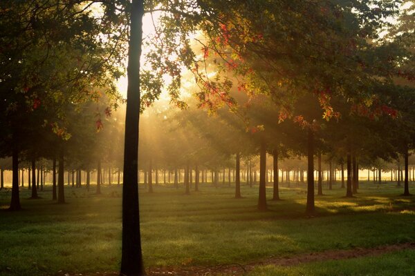 Amanhecer de outono na floresta