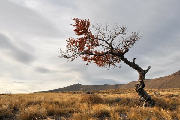 Landscape of a lonely tree in the desert