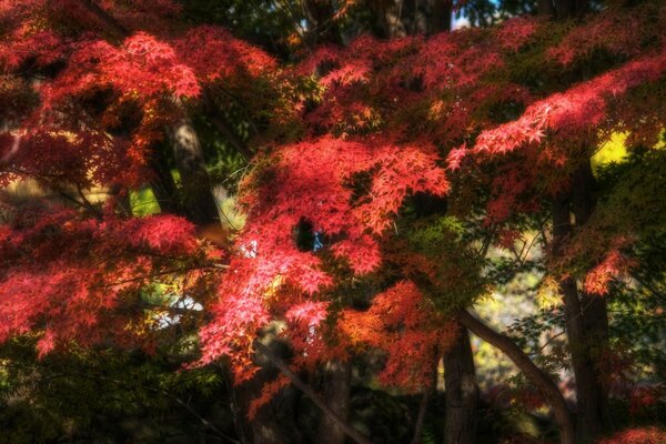 Autumn maple tree in the forest