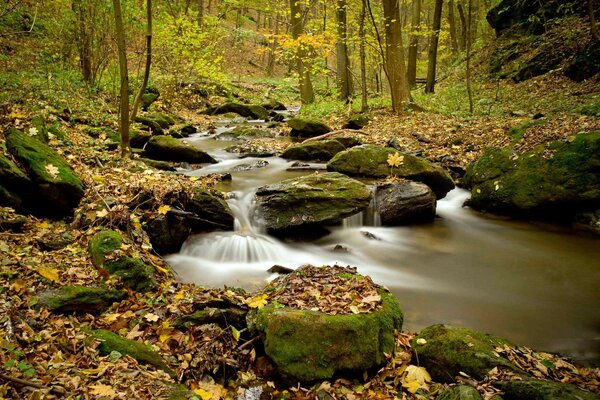 Arroyo del bosque de montaña en otoño