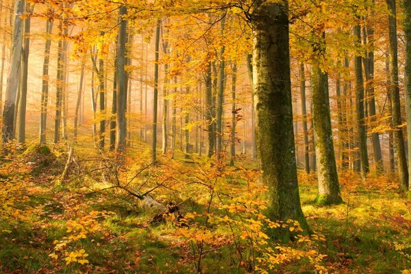 Ich beobachte den herbstlichen Laubfall Ende September gerne