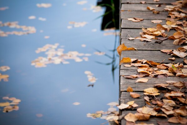 Herbstlaub auf Holzbrücke