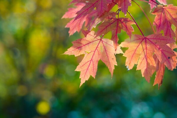 Árbol de hoja de arce de otoño