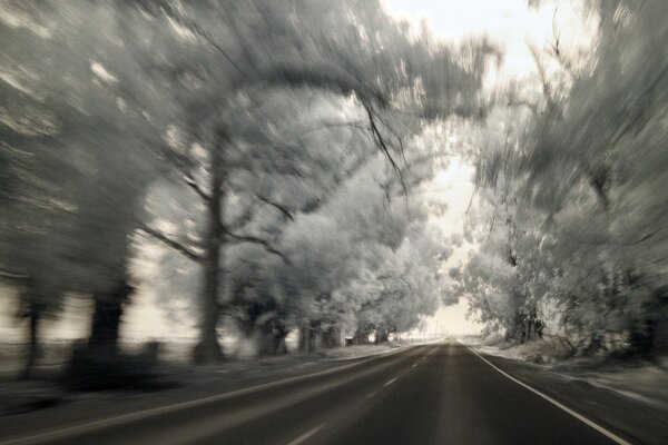 Autumn street road in monochrome