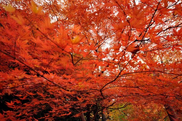 Rote Ahornblätter des Baumes