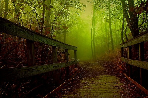 Schlafender Herbstnebel im Wald