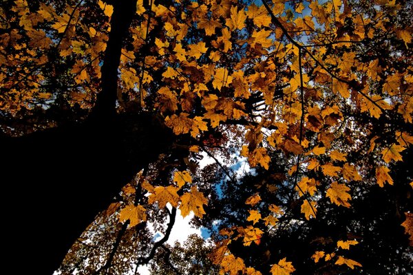 Alta corona di acero autunnale