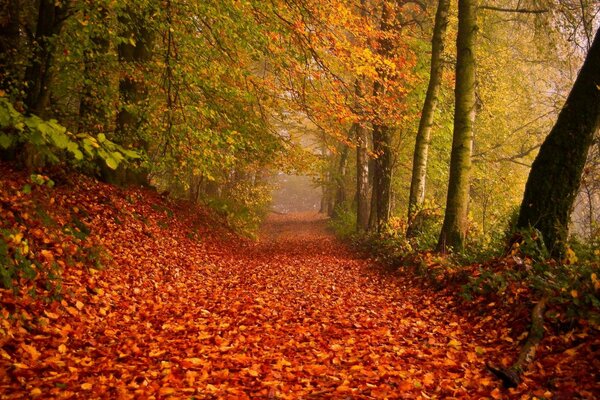 Un caluroso día de otoño en el bosque