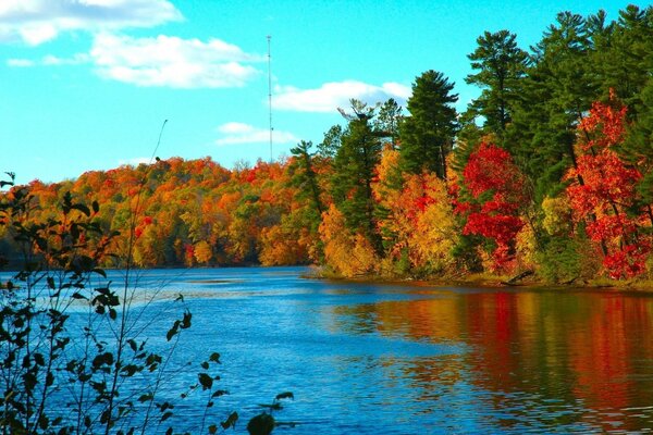 Colorful autumn landscape forest on the edge of the river