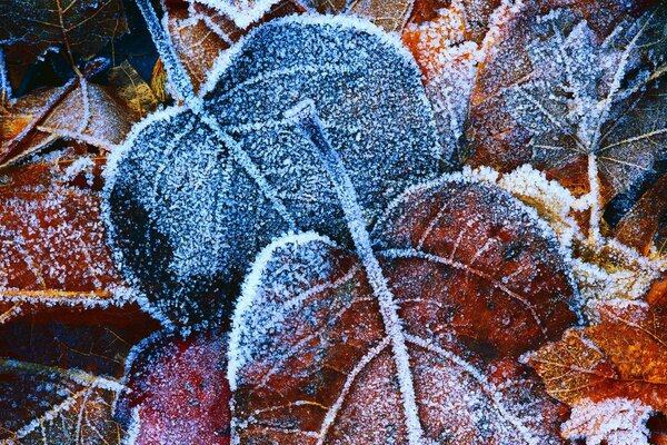 Prime gelate sulle foglie autunnali