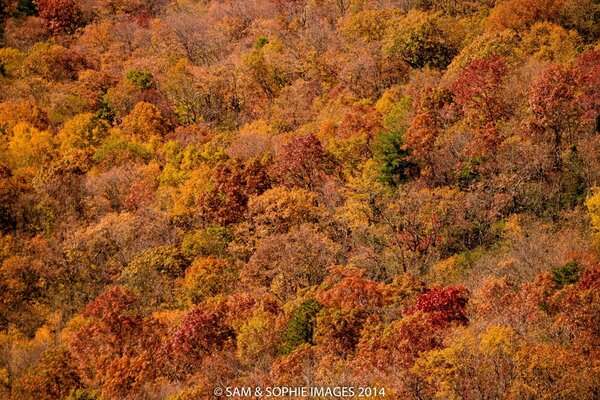 Autumn shrubs are a solid carpet of orange and red and green