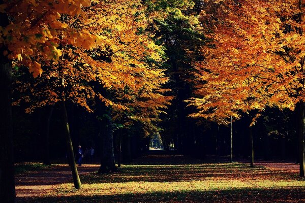 Rayos de luz se abren paso a través de los árboles en el bosque de otoño