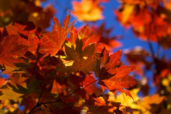 Blumenstrauß der Herbstblätter in Farben