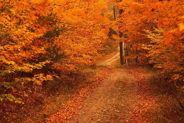 Leuchtend orange Herbstlandschaft