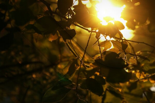 Coucher de soleil d automne, le soleil n est plus très lumineux, l humeur orange d automne