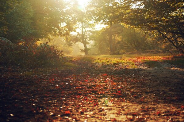 Helle Herbstlandschaft. Helle Herbstfarben im Wald