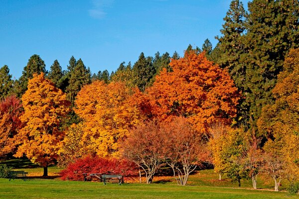 Paysage de parc d automne avec un massif dense de forêt