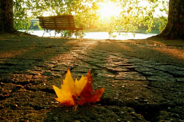 Gefallenes Blatt auf dem Weg zum Fluss