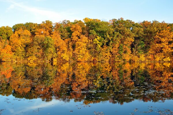 Autumn landscape of a dense forest in the reflection of water