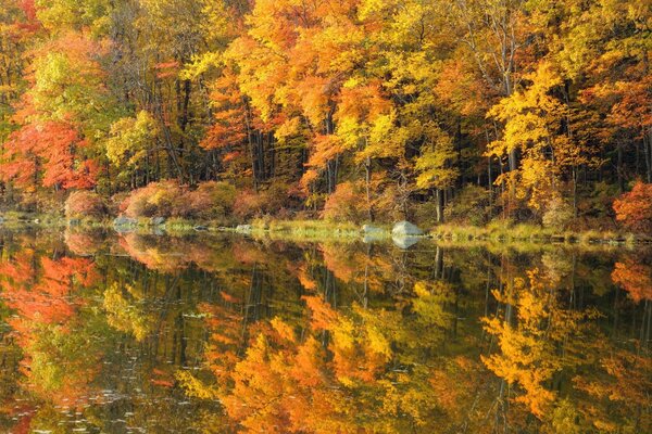 Autumn trees on the background of the river surface