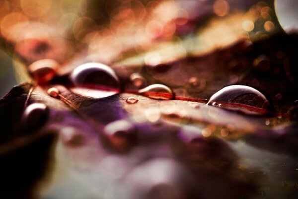 Autumn dew drops on a leaf