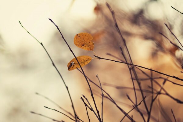 Primer plano de las ramas en otoño