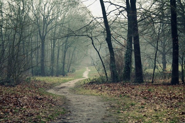 Paesaggio autunnale della strada nella foresta