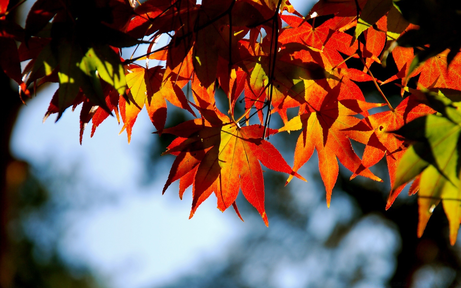 autumn leaf fall nature tree bright flora outdoors color maple season wood branch garden park lush light growth