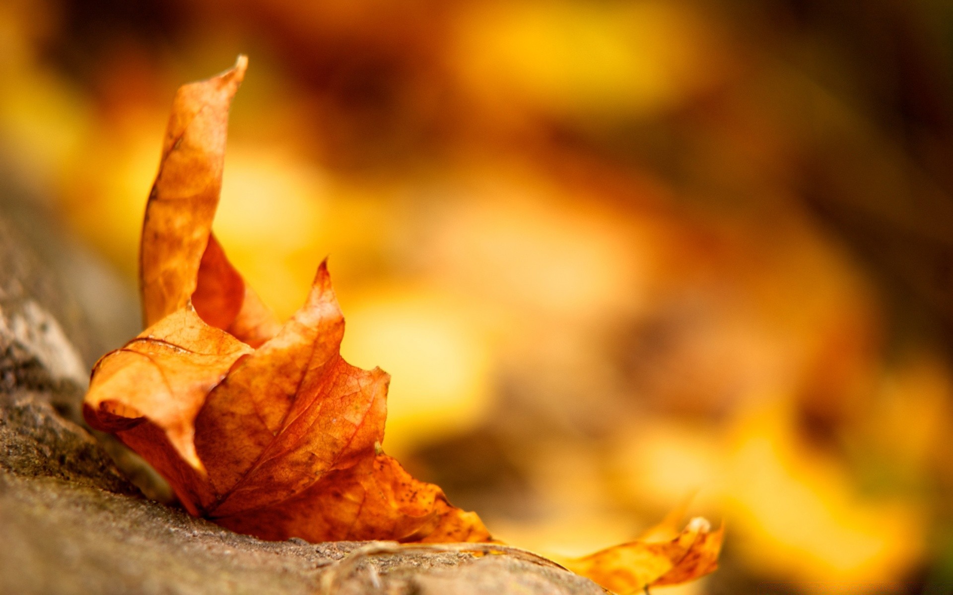 autunno autunno foglia natura sfocatura legno oro all aperto dop secco acero flora