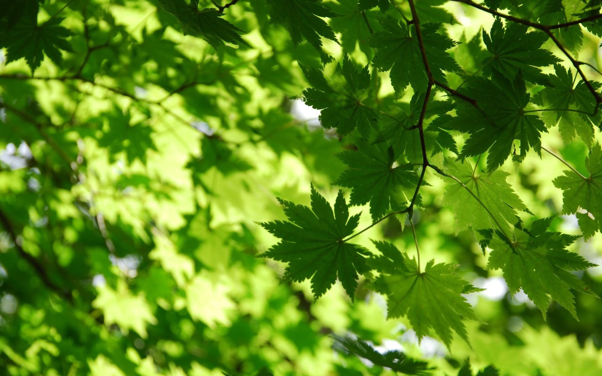 秋天 树叶 生长 自然 植物群 郁郁葱葱 明亮 夏天 户外 环境 树木 新鲜 花园 生态 好天气 木材 太阳