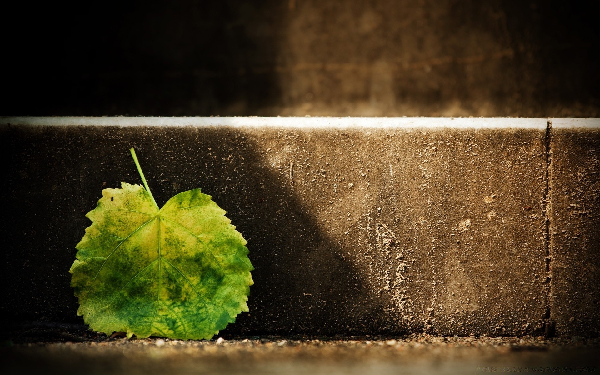 autunno desktop cibo astratto acqua luce still life