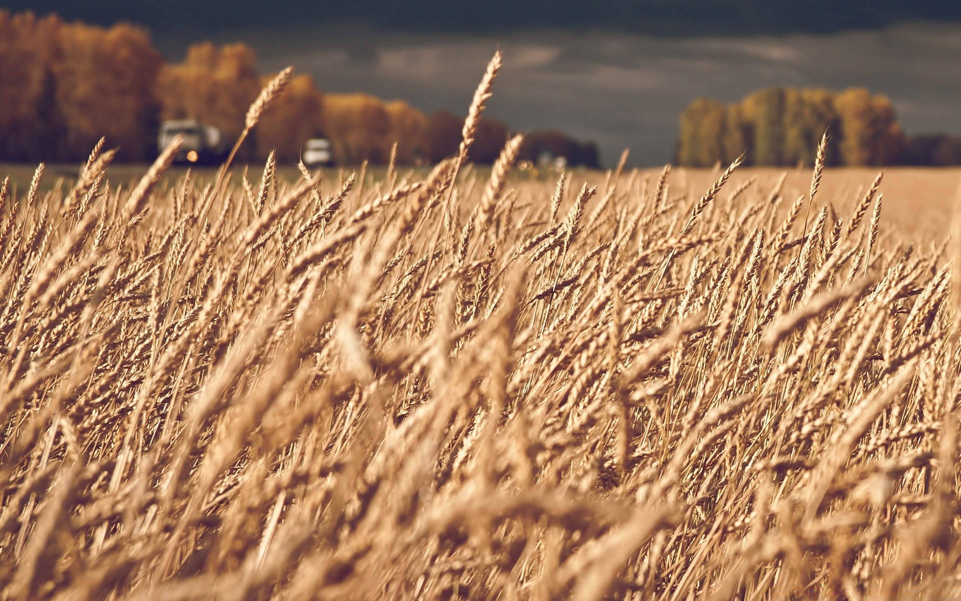 autumn cereal wheat straw pasture corn rural dry hay agriculture crop gold nature farm field growth outdoors countryside fall grass