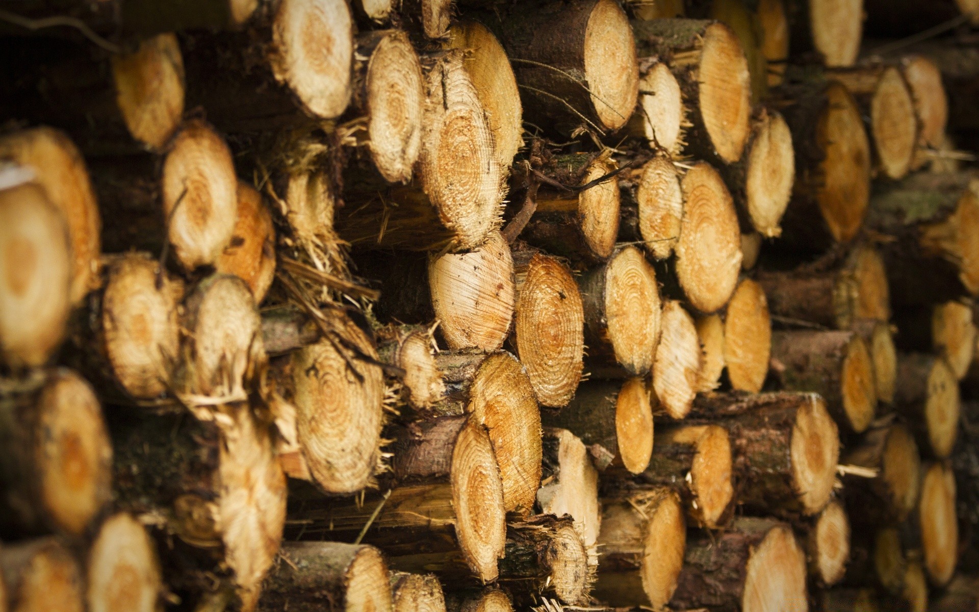 otoño naturaleza comida escritorio primer plano partido agricultura textura madera industria mercado patrón saludable pila abundancia