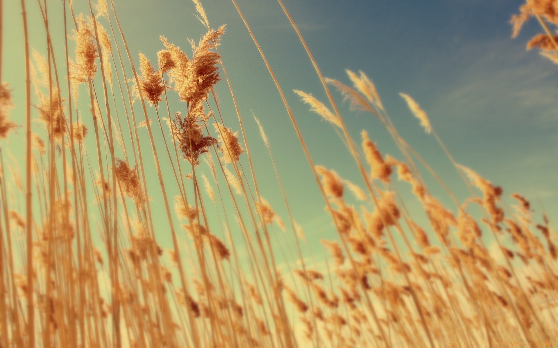 autumn cereal wheat nature seed dry rural summer flora straw reed field close-up crop pasture farm gold growth season outdoors