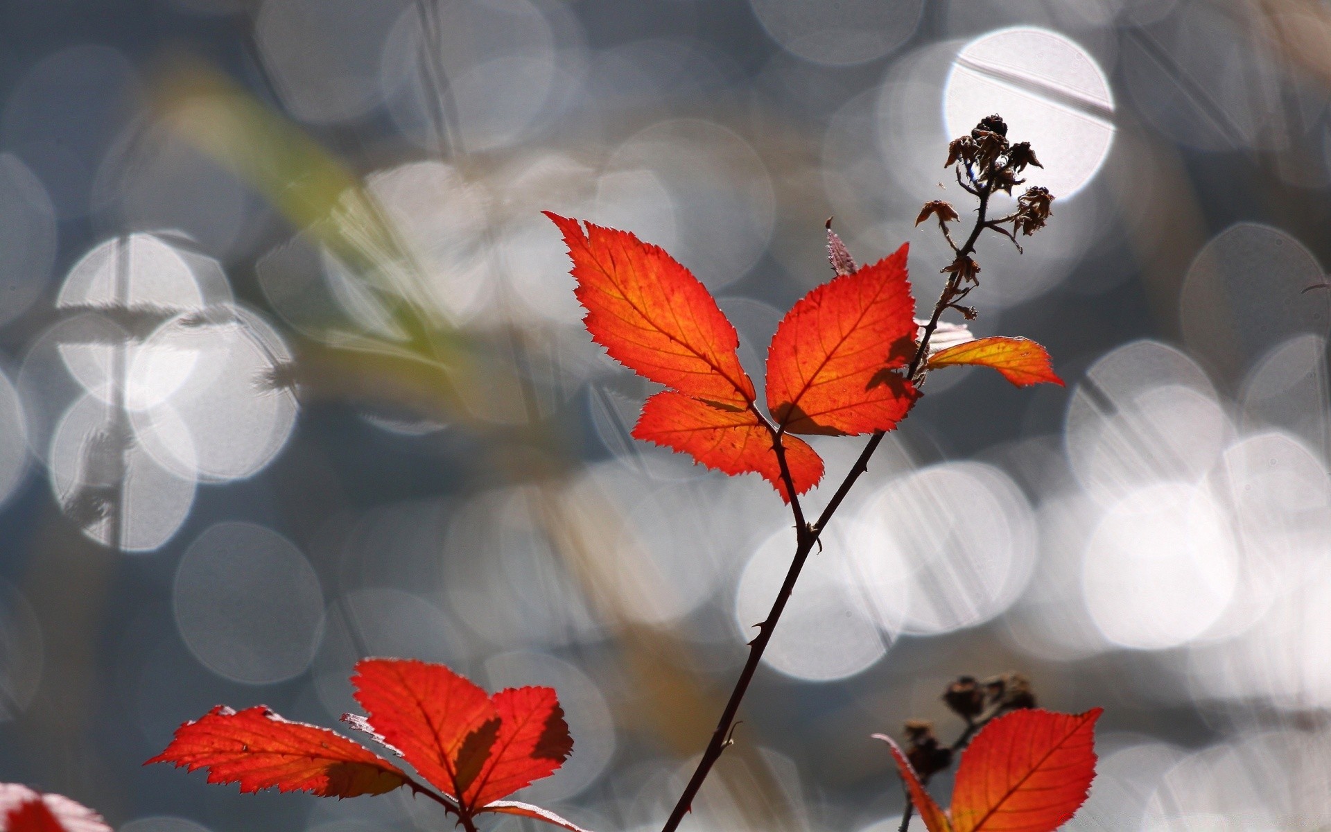 otoño hoja naturaleza al aire libre flora otoño temporada color árbol jardín flor brillante luz