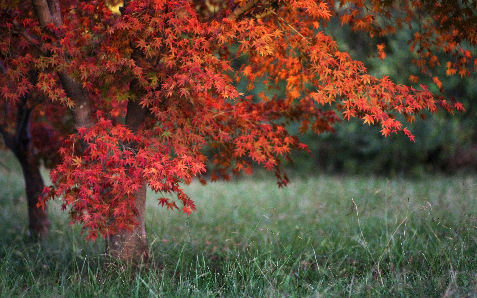 autumn leaf fall nature tree season park outdoors maple flora color garden bright landscape fair weather environment wood growth