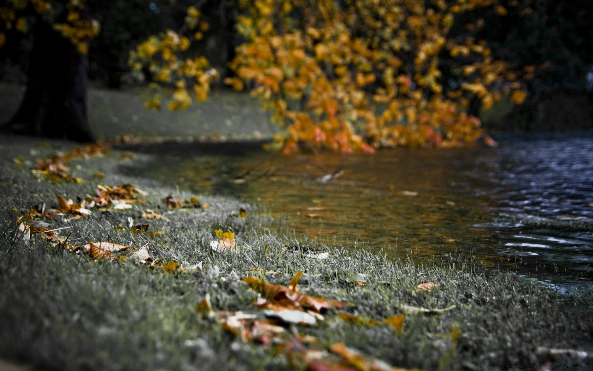 autumn fall water leaf outdoors nature river wood tree landscape wet park stream pool reflection lake