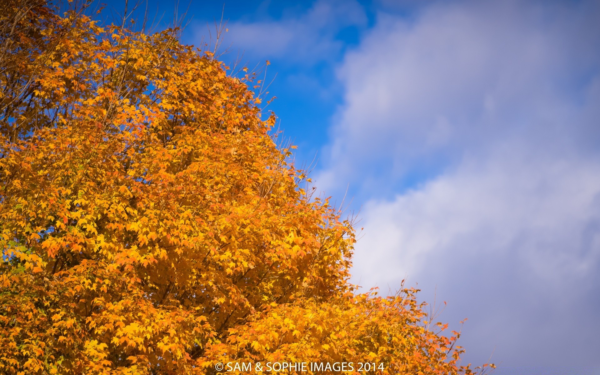 autumn fall leaf nature tree season landscape bright maple outdoors wood fair weather park gold branch