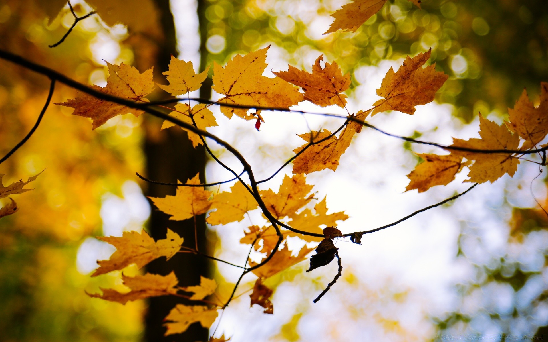 otoño hoja otoño arce árbol temporada naturaleza rama color parque madera oro brillante flora buen tiempo sol al aire libre paisaje crecimiento medio ambiente