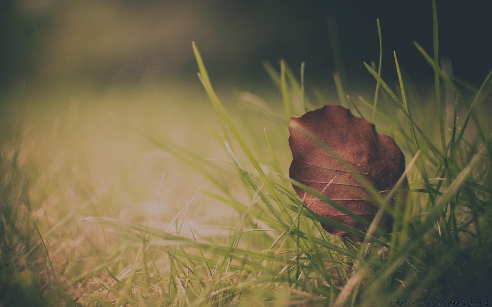 autumn grass nature outdoors environment food blur leaf reptile water wood