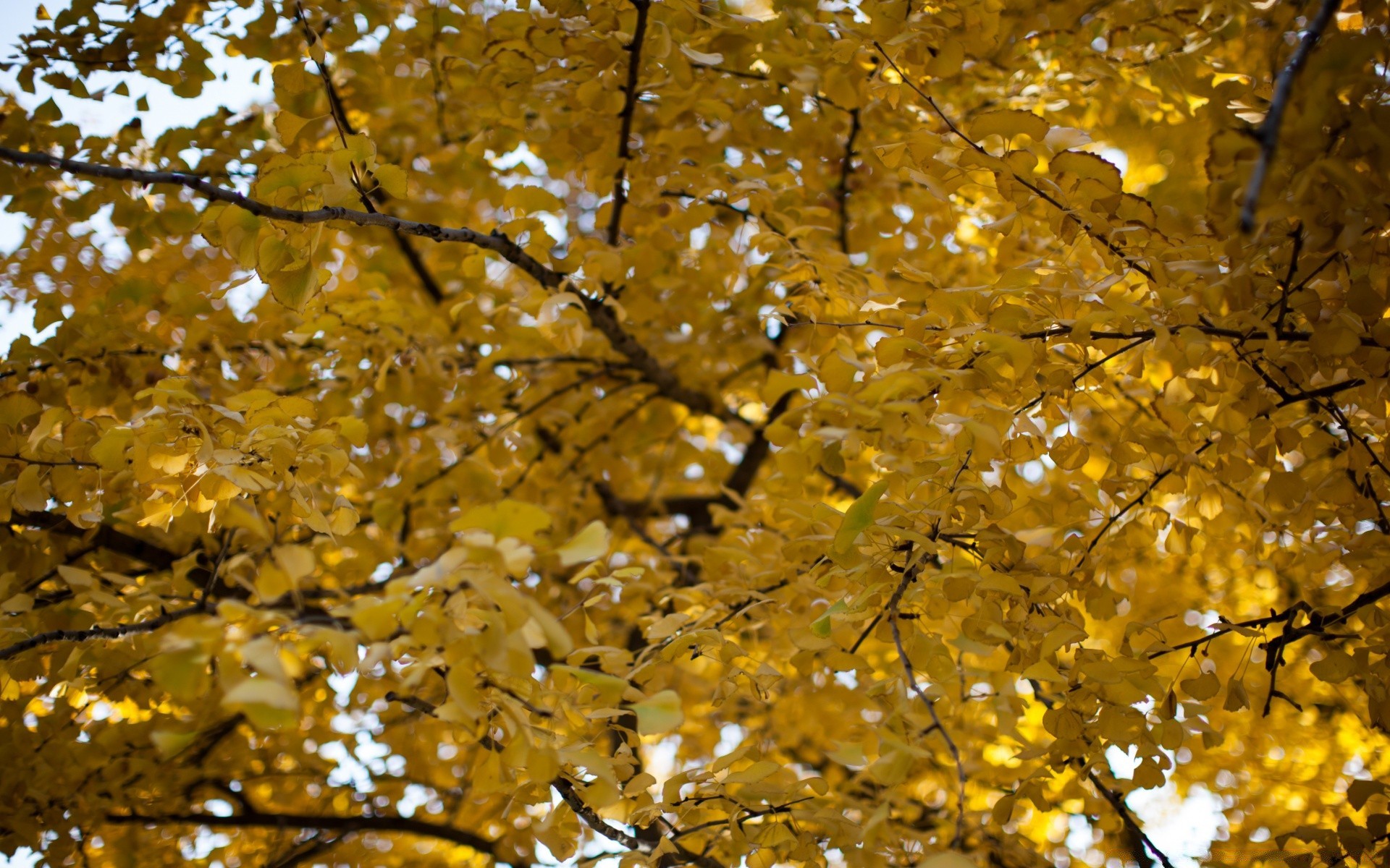 autumn fall leaf gold season tree maple park branch bright nature landscape wood fair weather lush color environment sun change outdoors