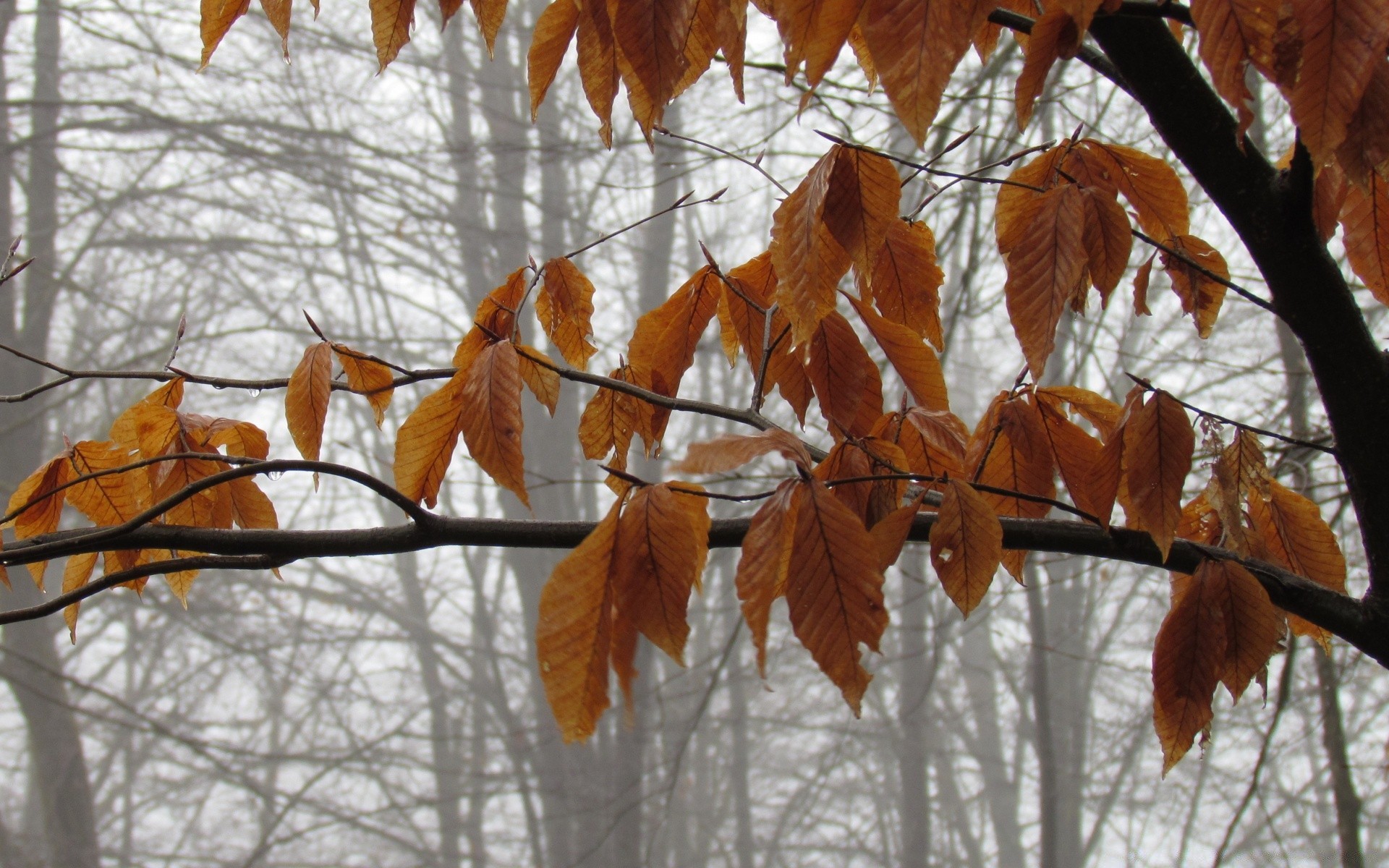 autunno autunno foglia albero stagione ramo natura all aperto legno inverno acero cambiamento luminoso parco meteo bel tempo flora gelo colore oro